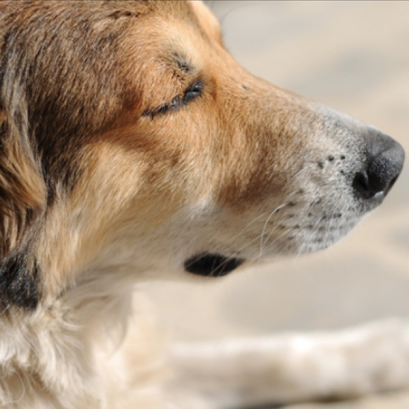 ขูดหินปูน (Dental Scaling Package)